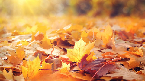 Essential Tips for Healthy, Moisturised Hair This Autumn - Hair Made Easi